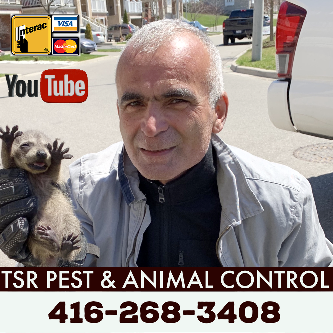 How to choose a pest control company in Toronto - Best Pest Control in the  Greater Toronto Area - Toronto, Brampton, Mississauga, Oakville, Hamilton,  Oshawa, Newmarket