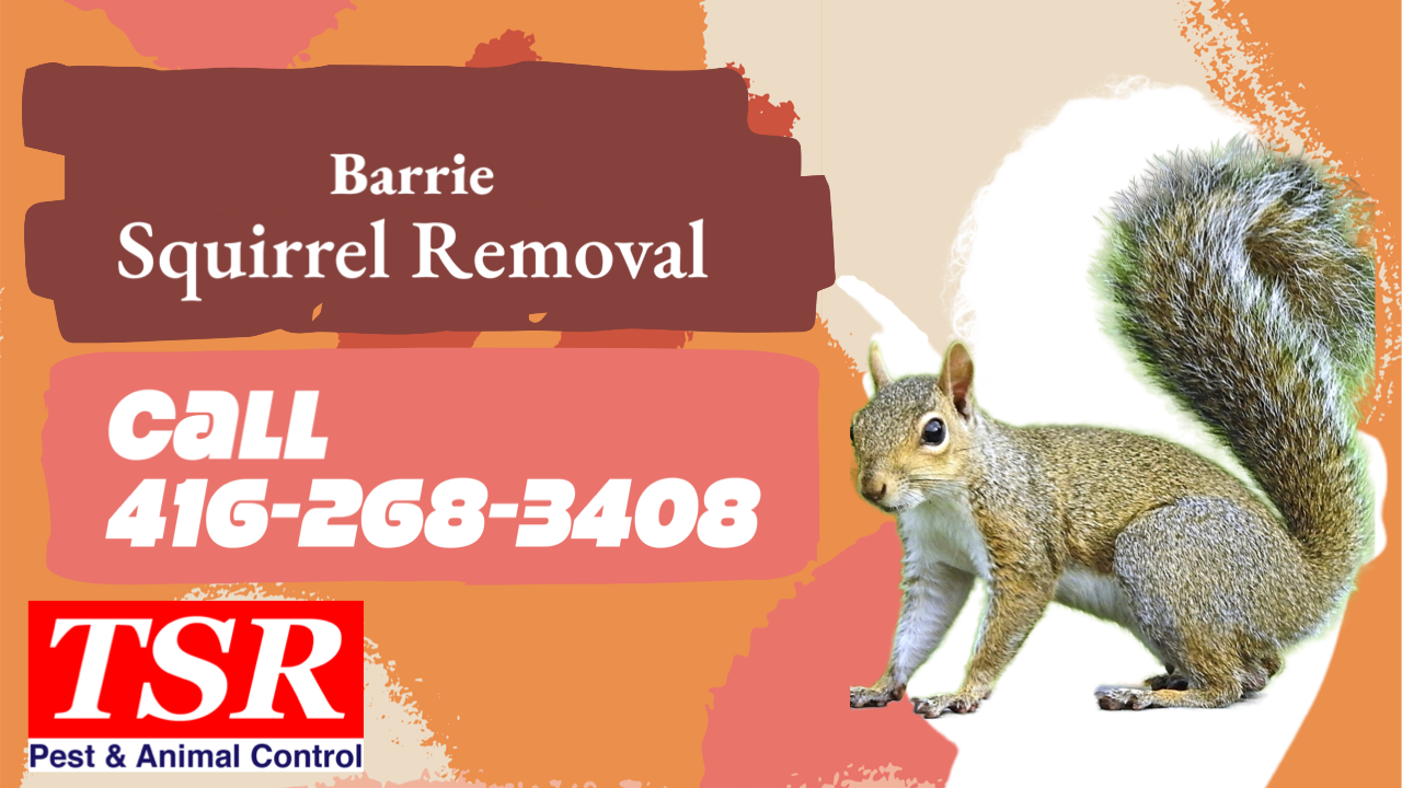 Best Squirrel Removal Service in Barrie Ontario